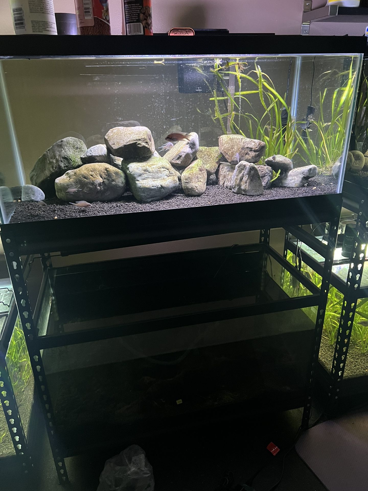 40 Gallon Breeder Fish Tanks  -pending 