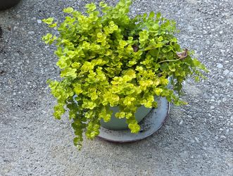 Golden Creeping Jenny