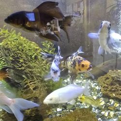 Great For Aquarium 