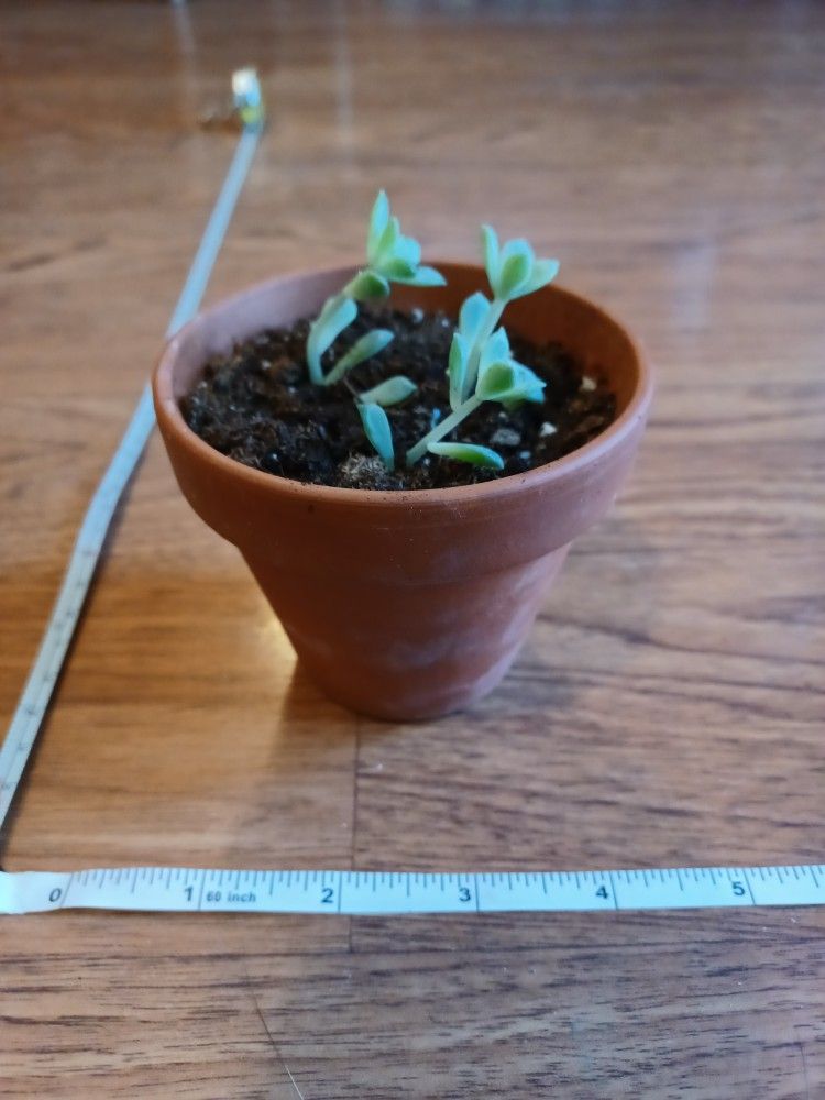 Small Terracotta Pot With 3 Baby Echeveria Succulents