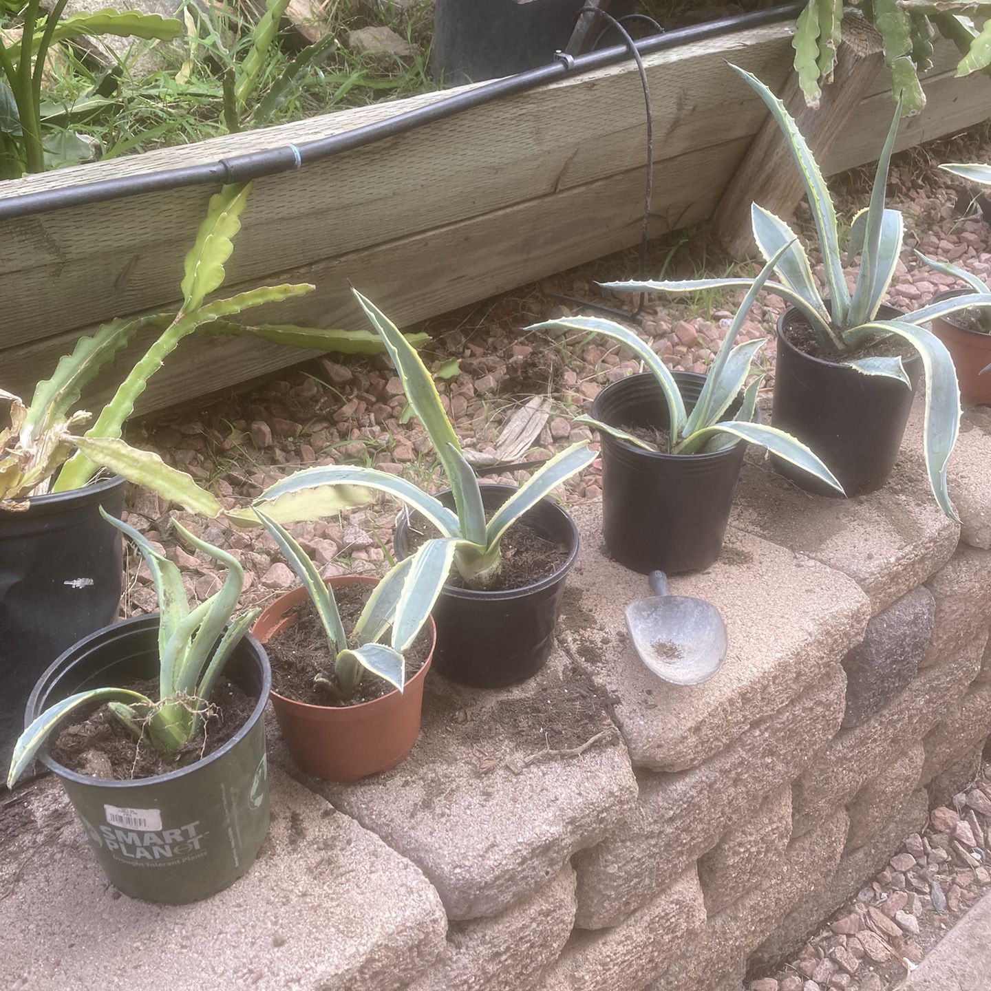Agave potted plants 
