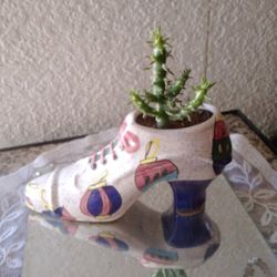 Plants Captus En Zapatilla