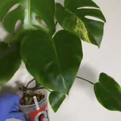 Variegated Monstera Aurea Plant