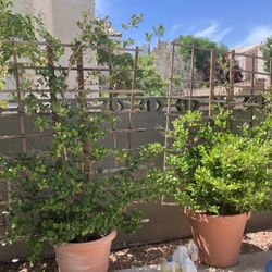 Plants