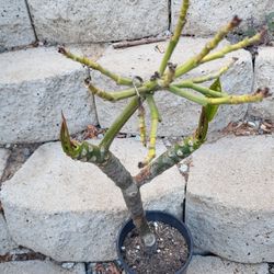 White And Yellow Plumeria Plant One Gallon Pot 