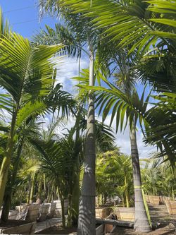 Palm Sale 