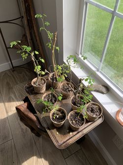 Moringa tree seedlings