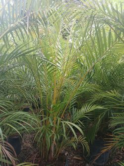 Areca palm 15gl $45