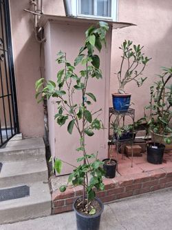 5FT MEYER LEMON TREE