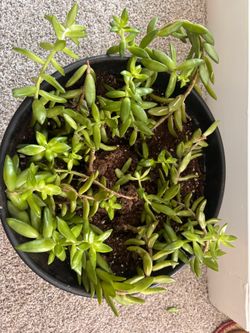 Sedum adolphi (golden glow stonecrop) with self watering pot