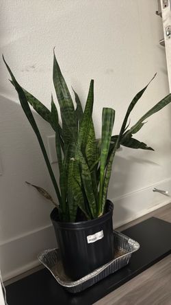 Snake Plant