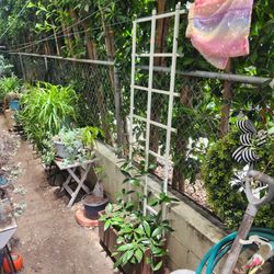 White Wood Garden Trellis