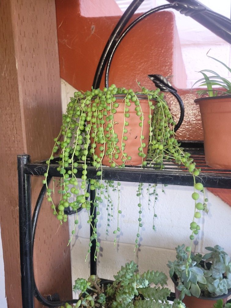String Of Pearls Plant