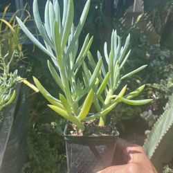 Senecio Blue Chalk Sticks Succulent 