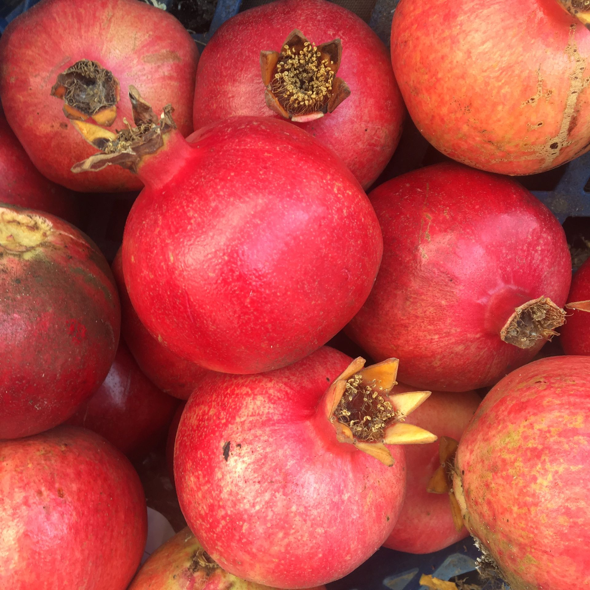 Sweet pomegranate season $$1 each