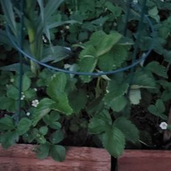 Large Strawberry Plants 2.50 Each Plant