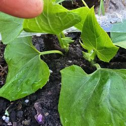 Chayote Tropical Zucchini Plant