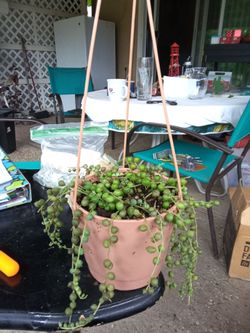String of pearls