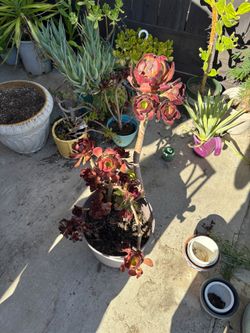 Plant