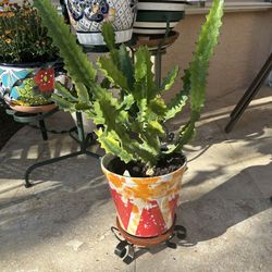Cactus Plant- Very healthy 
