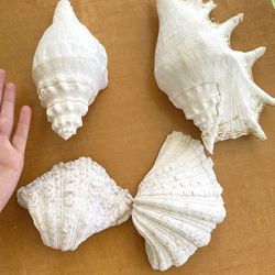 Natural Vintage Sea Shell 