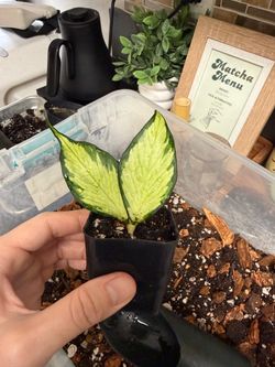 Hoya polyneura - inner variegated