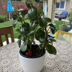 Peperomia obtusifolia - Baby Rubber Plant 