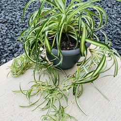 Curly Spider Plant In 8” Grey Plastic Pot 