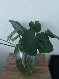 Monstera Cuttings