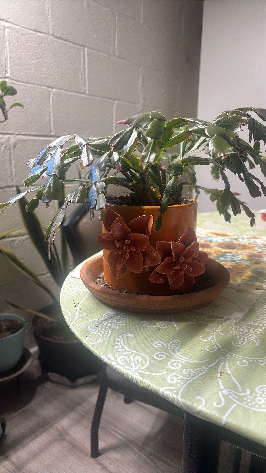 Pink Flower Christmas Cactus Plant