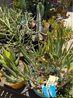 A Variety of Succulent Plants at $10.00 Each