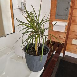 🌿 Dracaena Marginata – Madagascar Dragon Tree – Live Potted Houseplant
