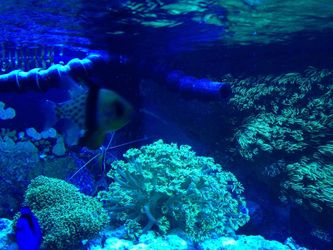 125 Gallon Saltwater Tank