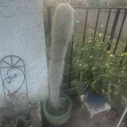 3 Foot “Old Man" cactus,  known as Cephalocereus senilis.  