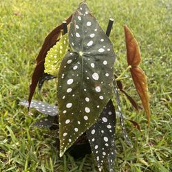 BEGONIA MACULATA ( 6” Pot) Exotic, Eye Catching