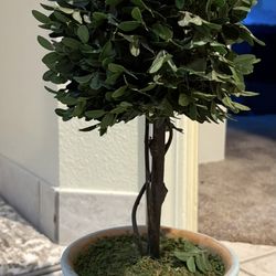 Decor Plant 