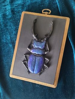 Faux Moulded Stag Beetle On Hanging Plaque