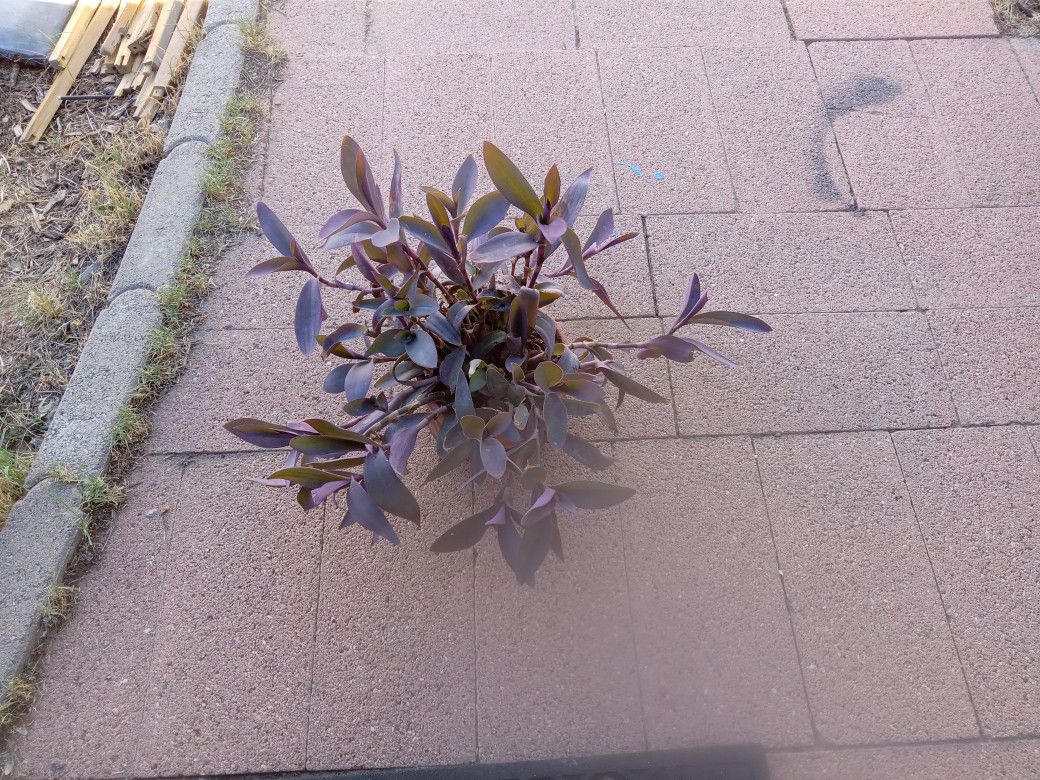 Purple Leaf 