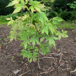 Japanese Maple