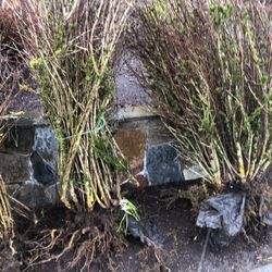 Beautiful Bush With Sharp Needle All Over