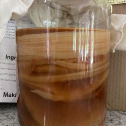 Scoby for Brewing Kombucha