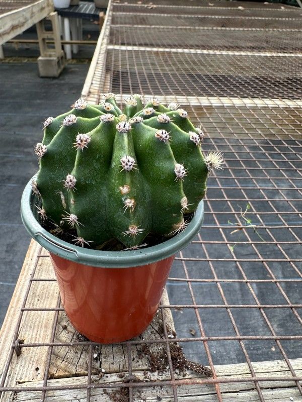 Live Echinopsis Cactus (Live Cactus Succulent Plant), 4" Rooted