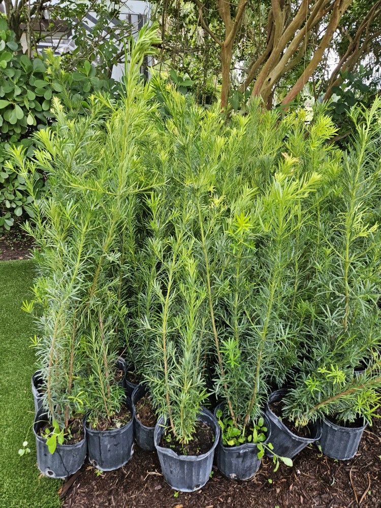 hug3 podocarpus over 4 feet tall Instant  privacy Hedge for fence 
