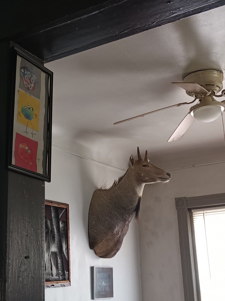 Nilgai Antelope Shoulder Mount