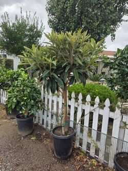 $255 Mature loquat tree  🌳