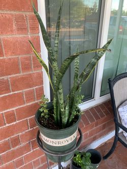 Snake Spider Elephant Mother in law Plants