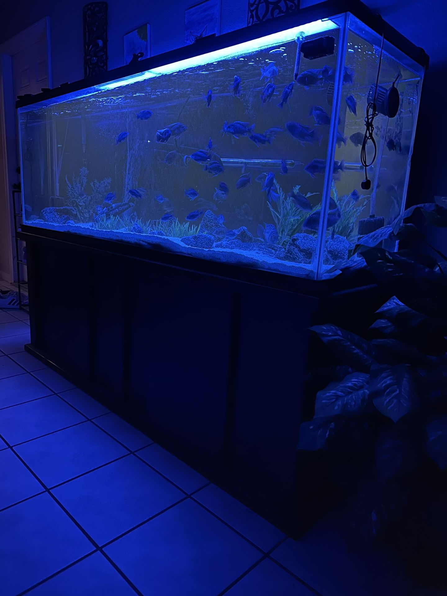 Fish Tank