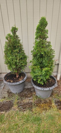 TWO. ARBORVITAE  SHRUBS. in. POTS