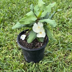 CROWN OF THORN (1 gallon pot) Rare Colors