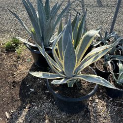 Agave